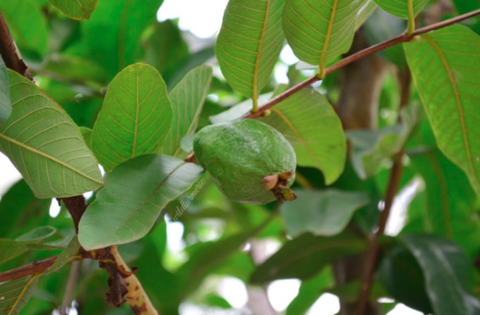 Guava leaves